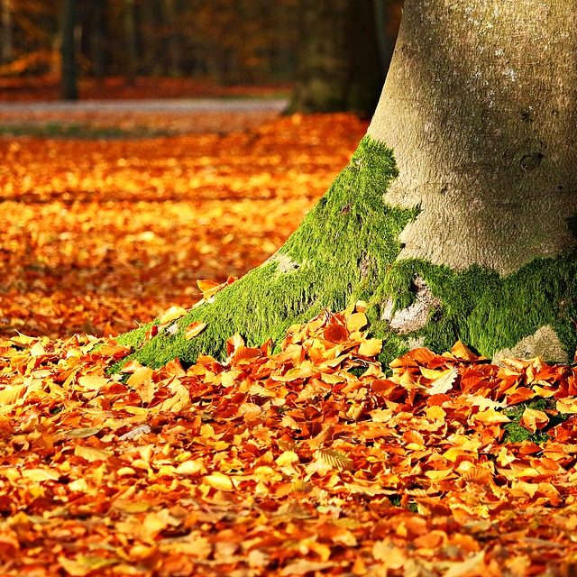 Mossy tree trunk and leaves